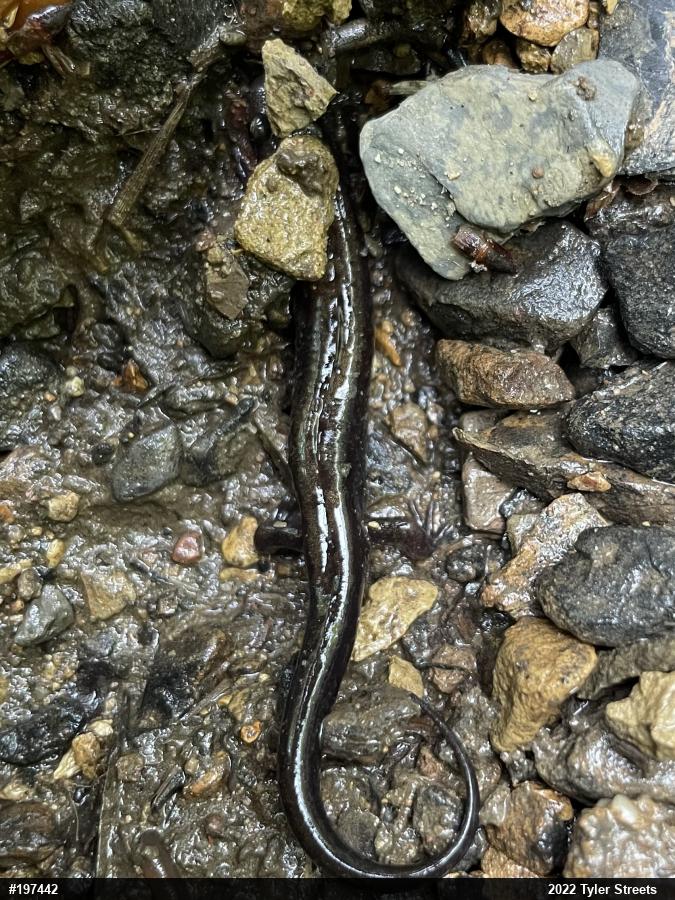 Allegheny Mountain Dusky Salamander