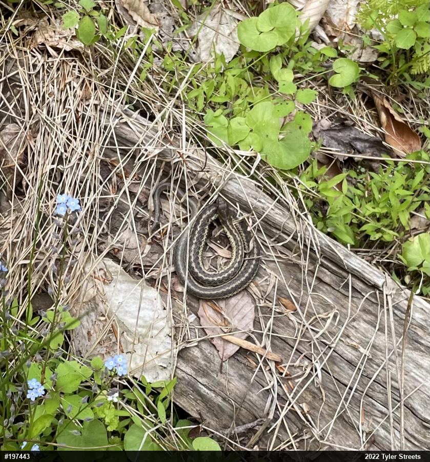 Eastern Gartersnake