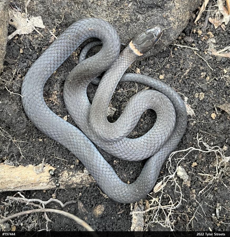 Northern Ring-necked Snake
