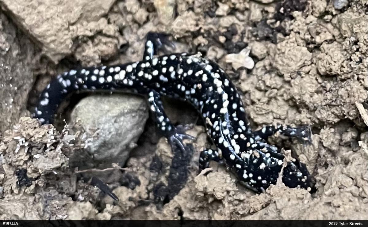 Northern Slimy Salamander