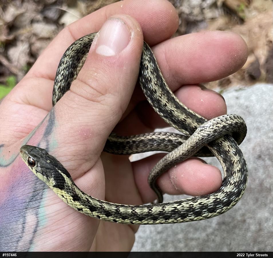 Eastern Gartersnake