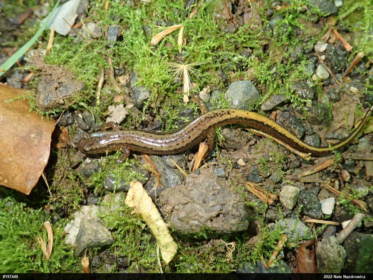 Northern Two-lined Salamander