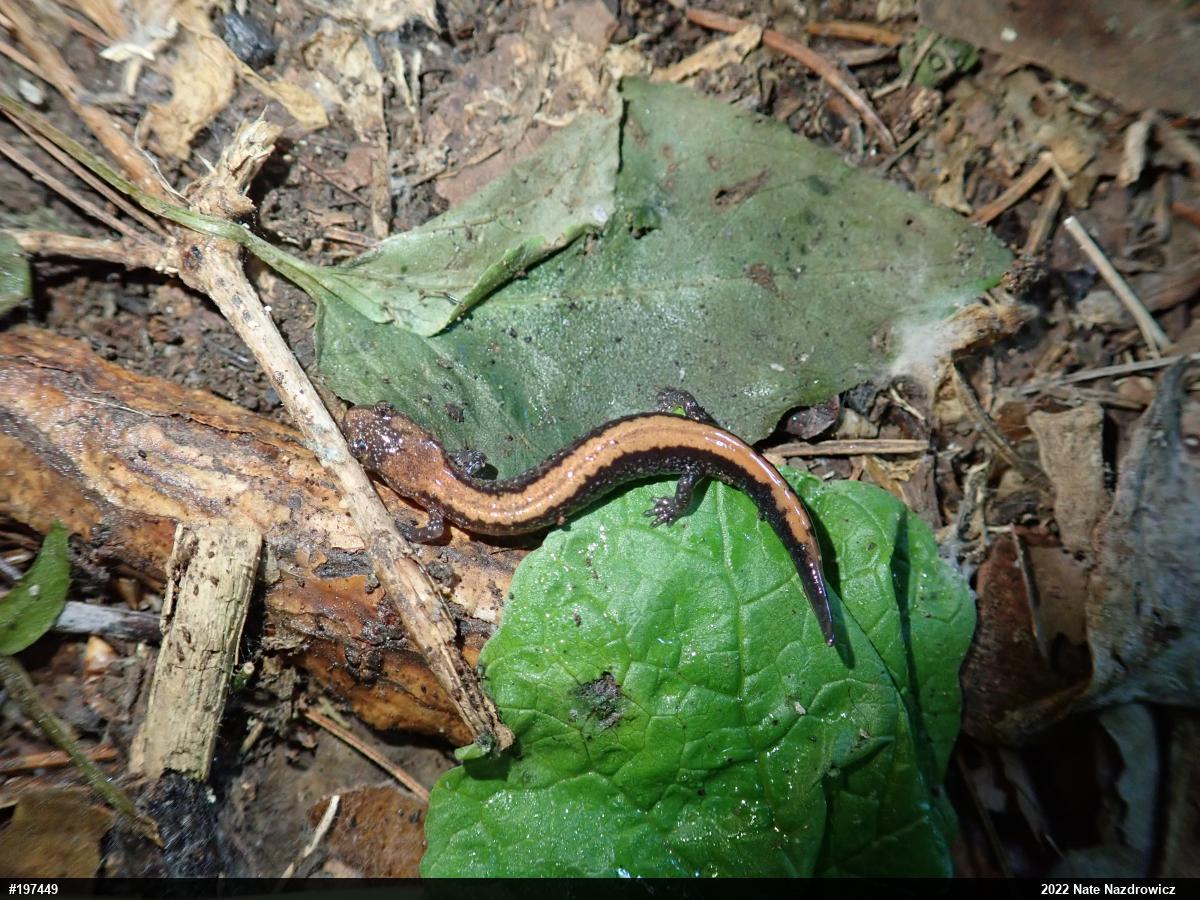 Eastern Red-backed  Salamander
