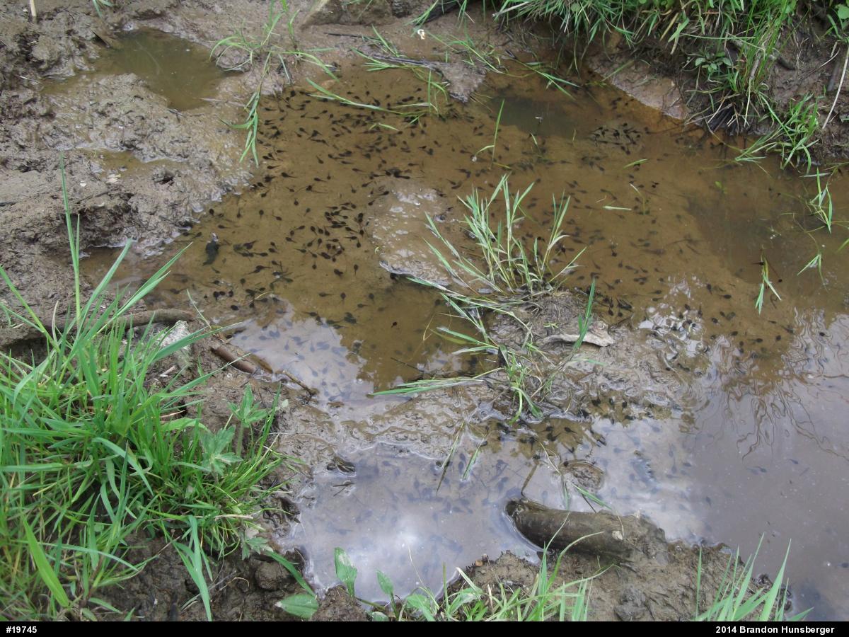 Eastern American Toad