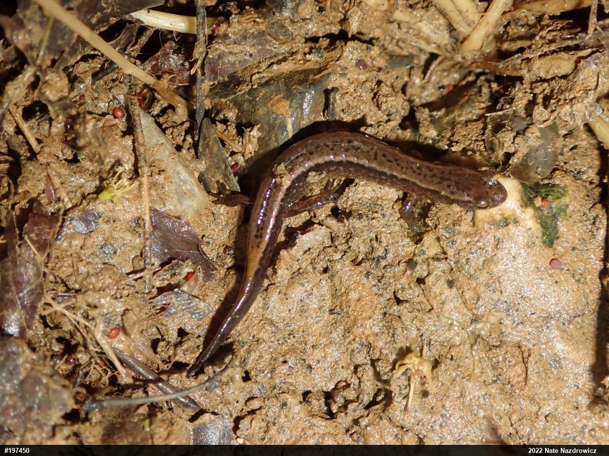 Northern Two-lined Salamander