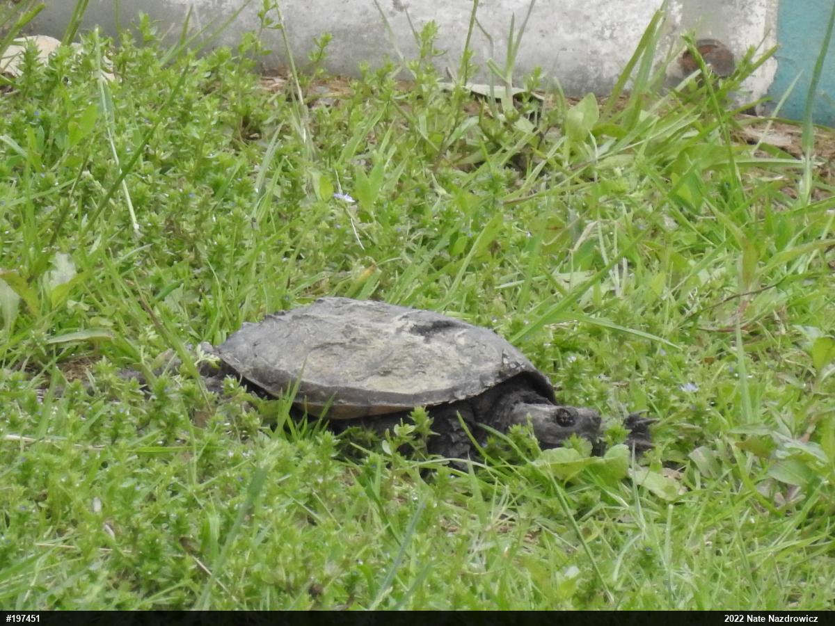 Snapping Turtle