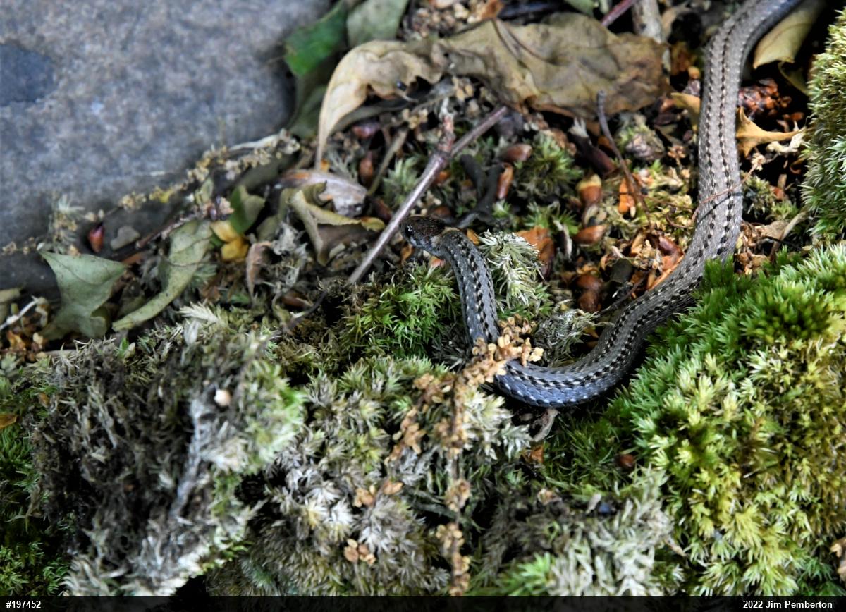 Red-bellied Snake