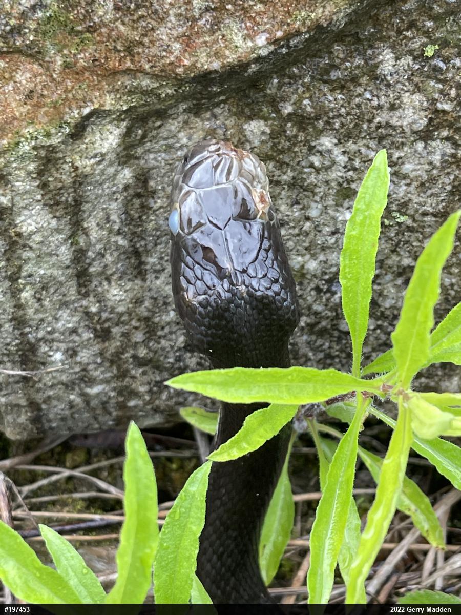 Eastern Ratsnake