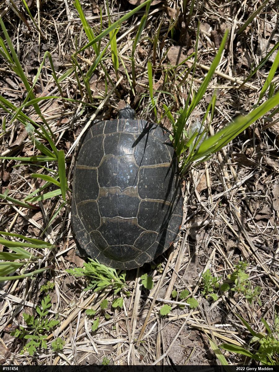 Midland Painted Turtle