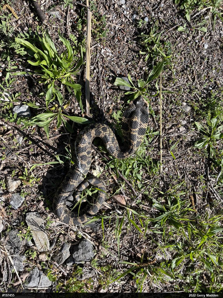 Eastern Hog-nosed Snake