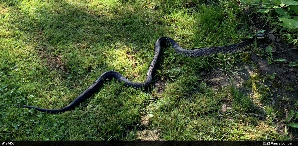 Eastern Ratsnake