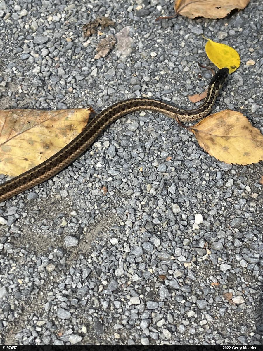 Eastern Gartersnake
