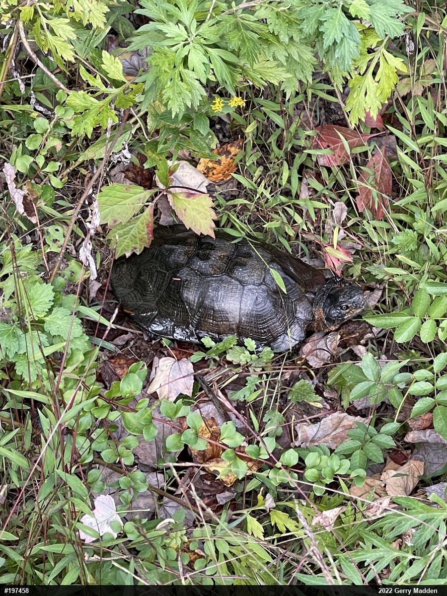 Wood Turtle