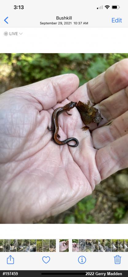Eastern Red-backed  Salamander