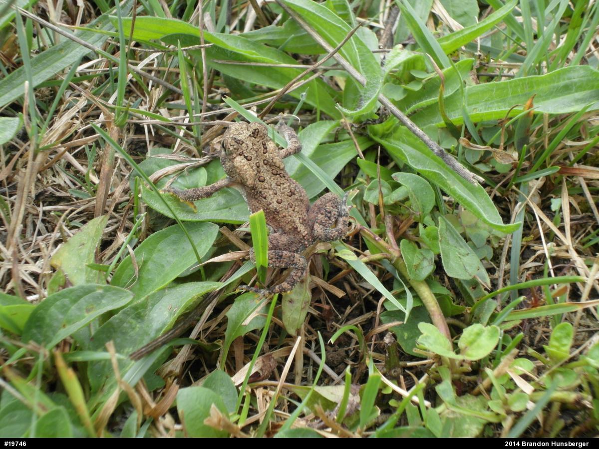 Eastern American Toad