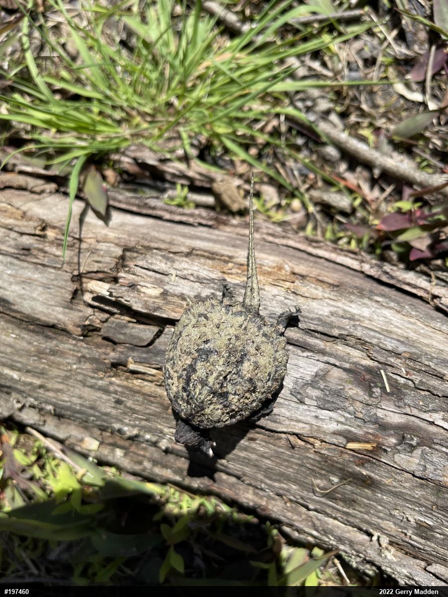 Snapping Turtle