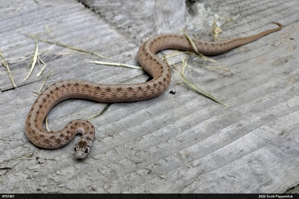 Dekay's Brownsnake