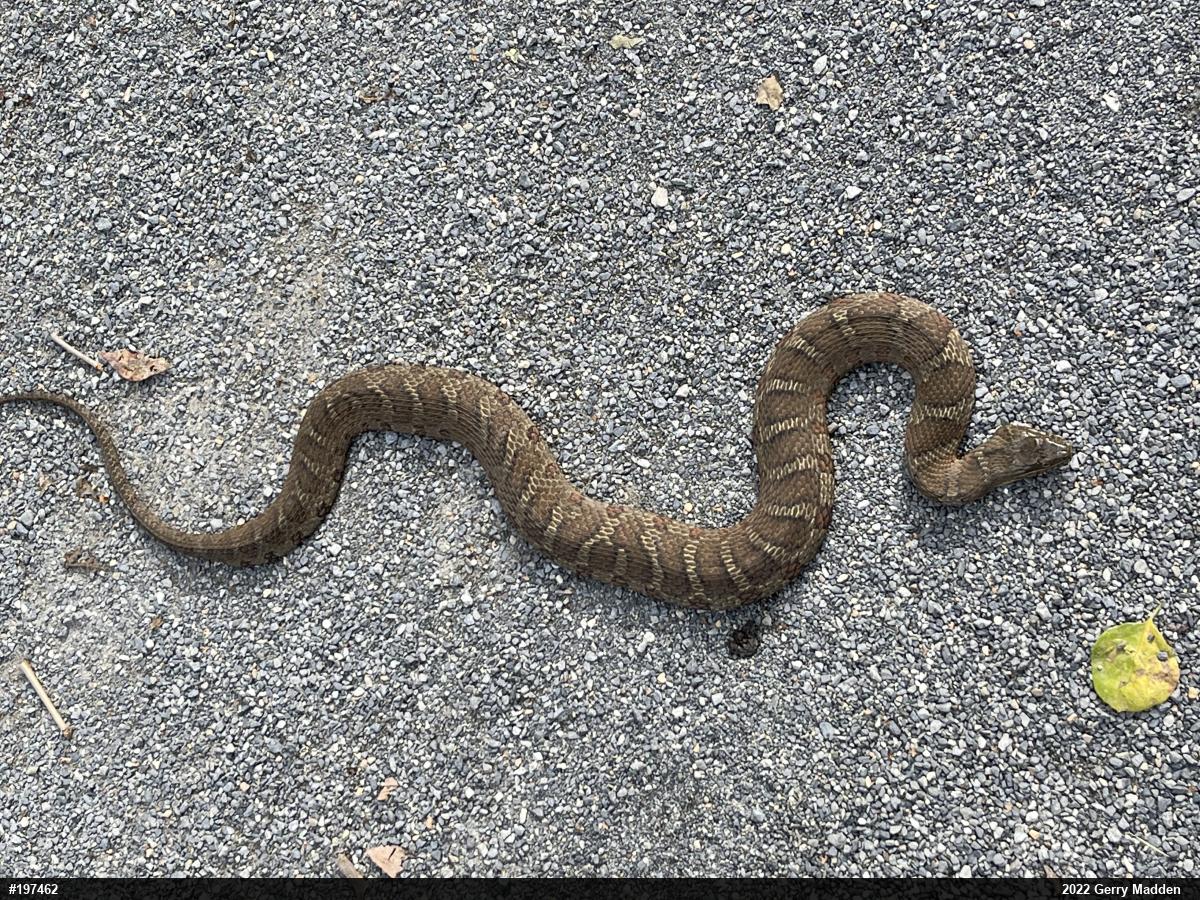 Northern Watersnake