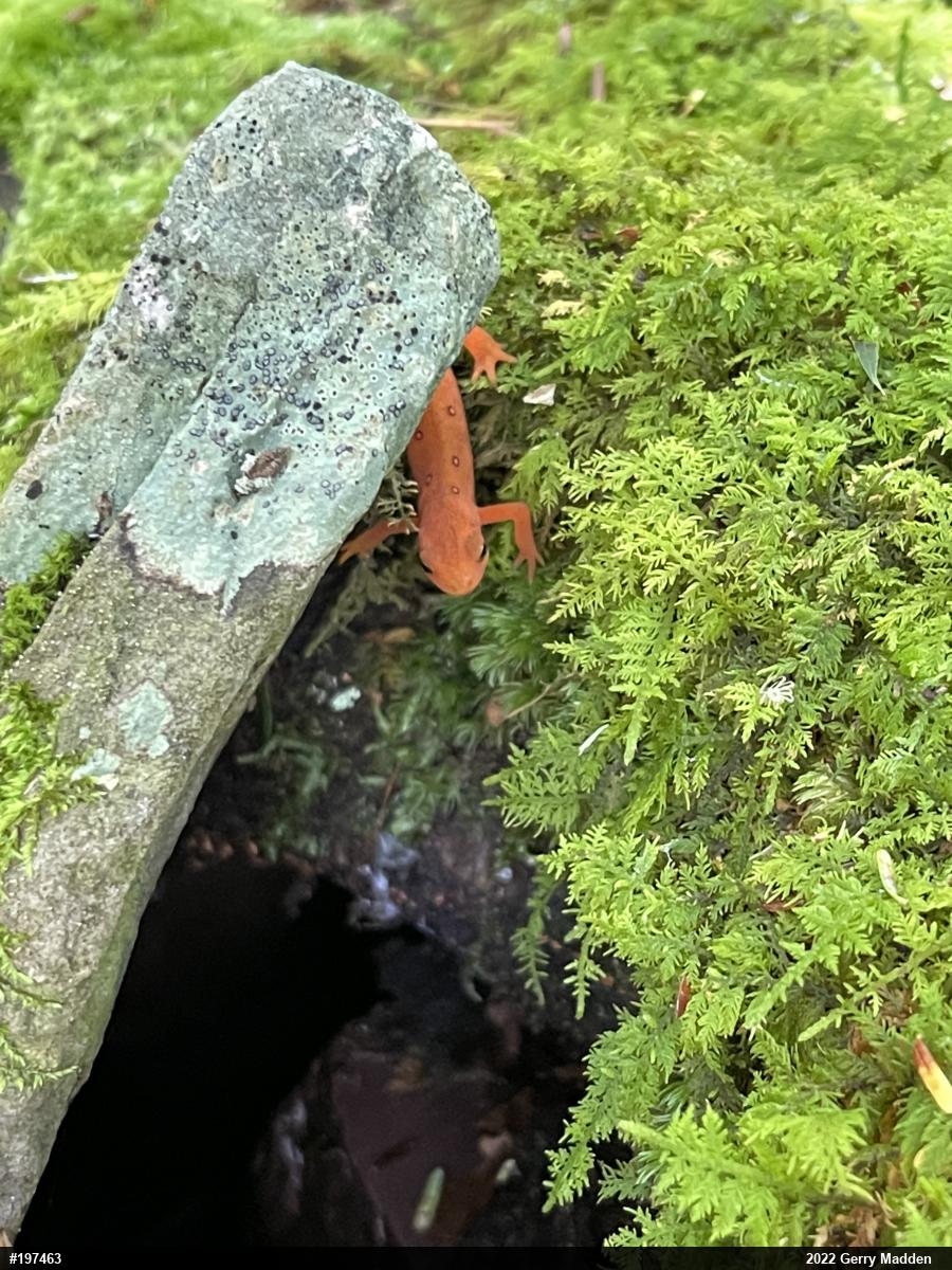 Red-spotted Newt