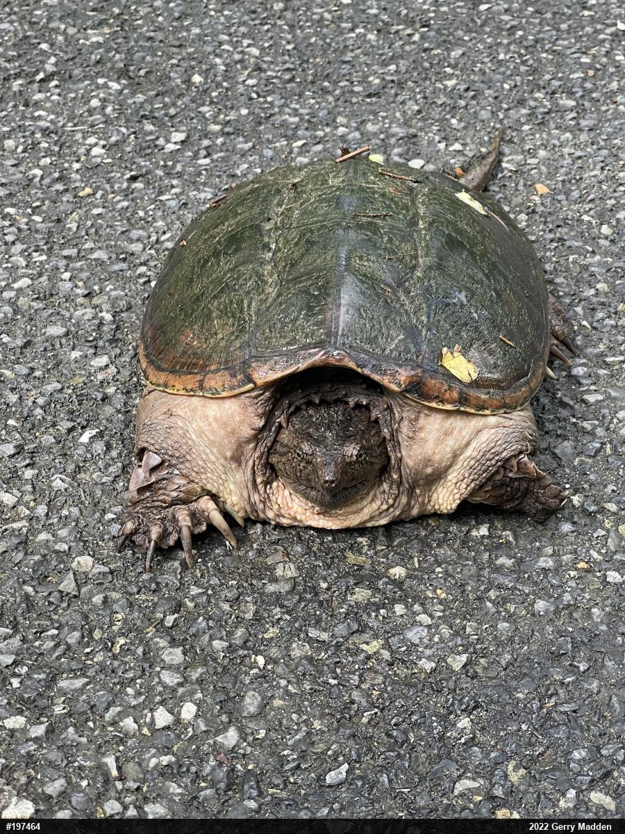 Snapping Turtle