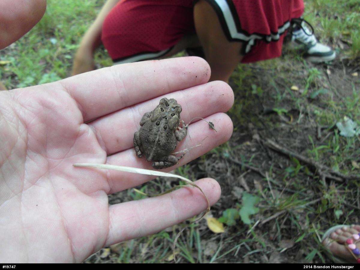 Eastern American Toad