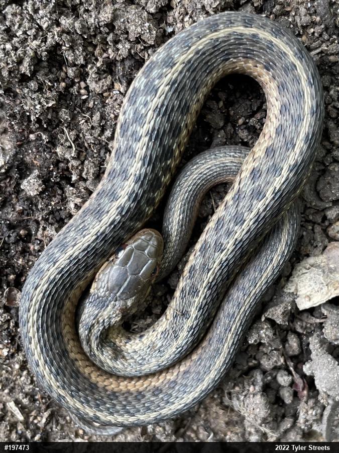 Eastern Gartersnake
