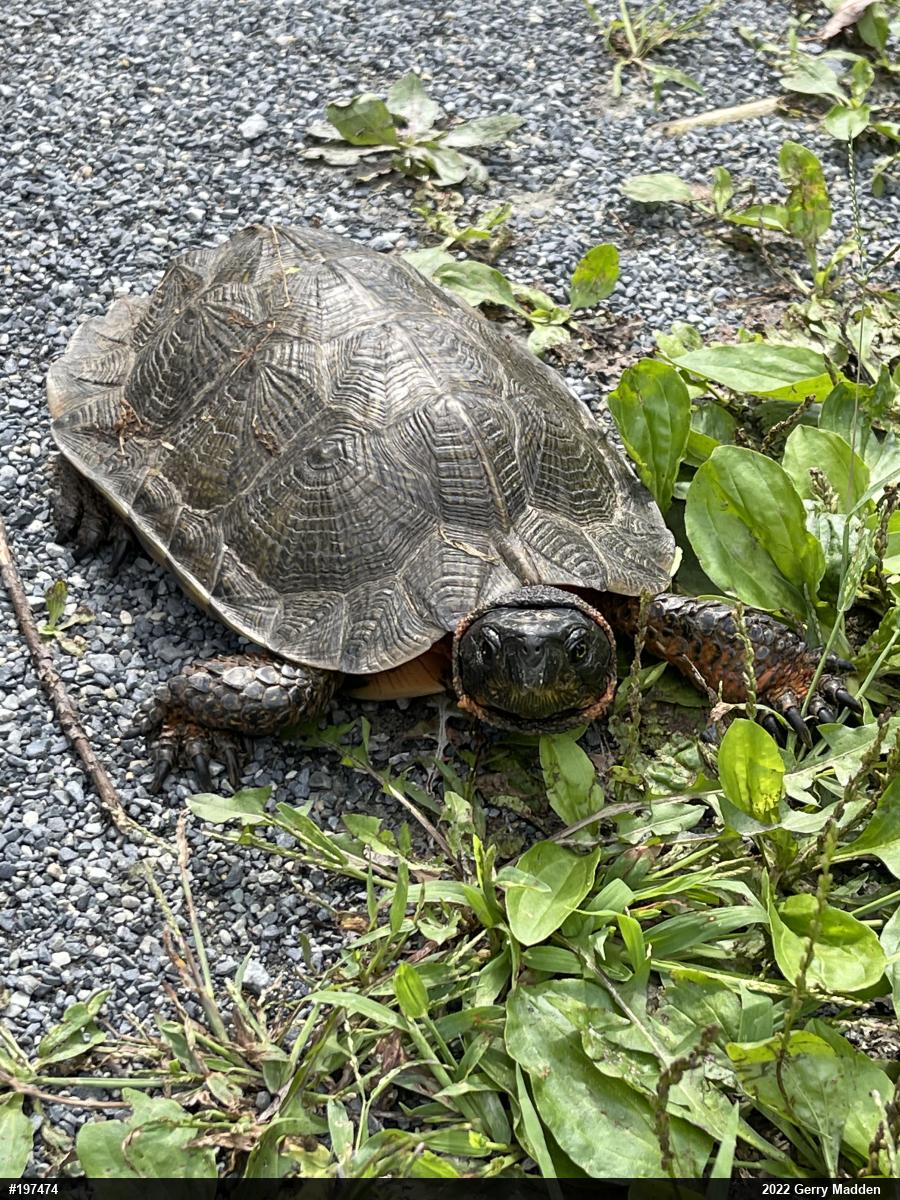 Wood Turtle