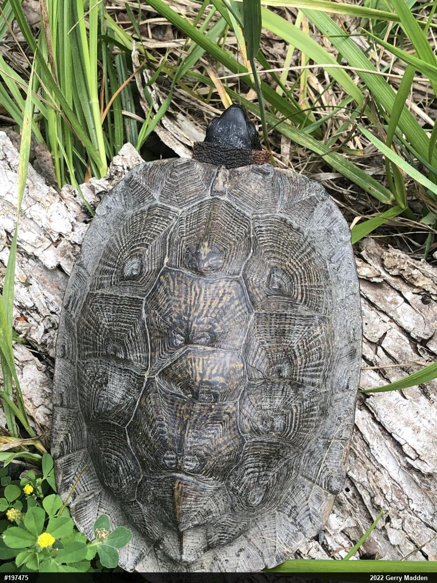 Wood Turtle