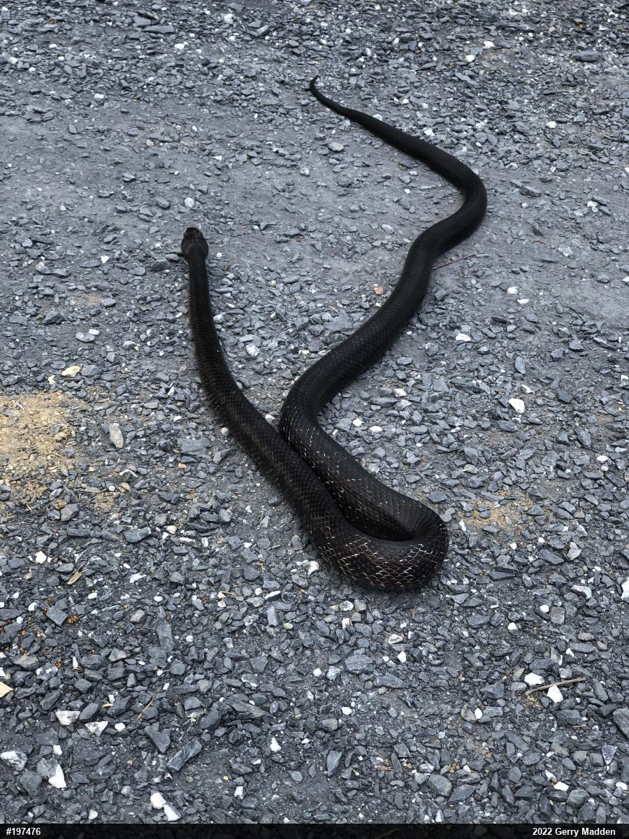 Eastern Ratsnake