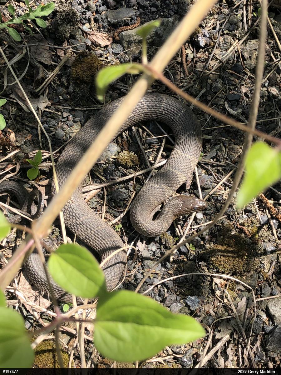 Northern Watersnake