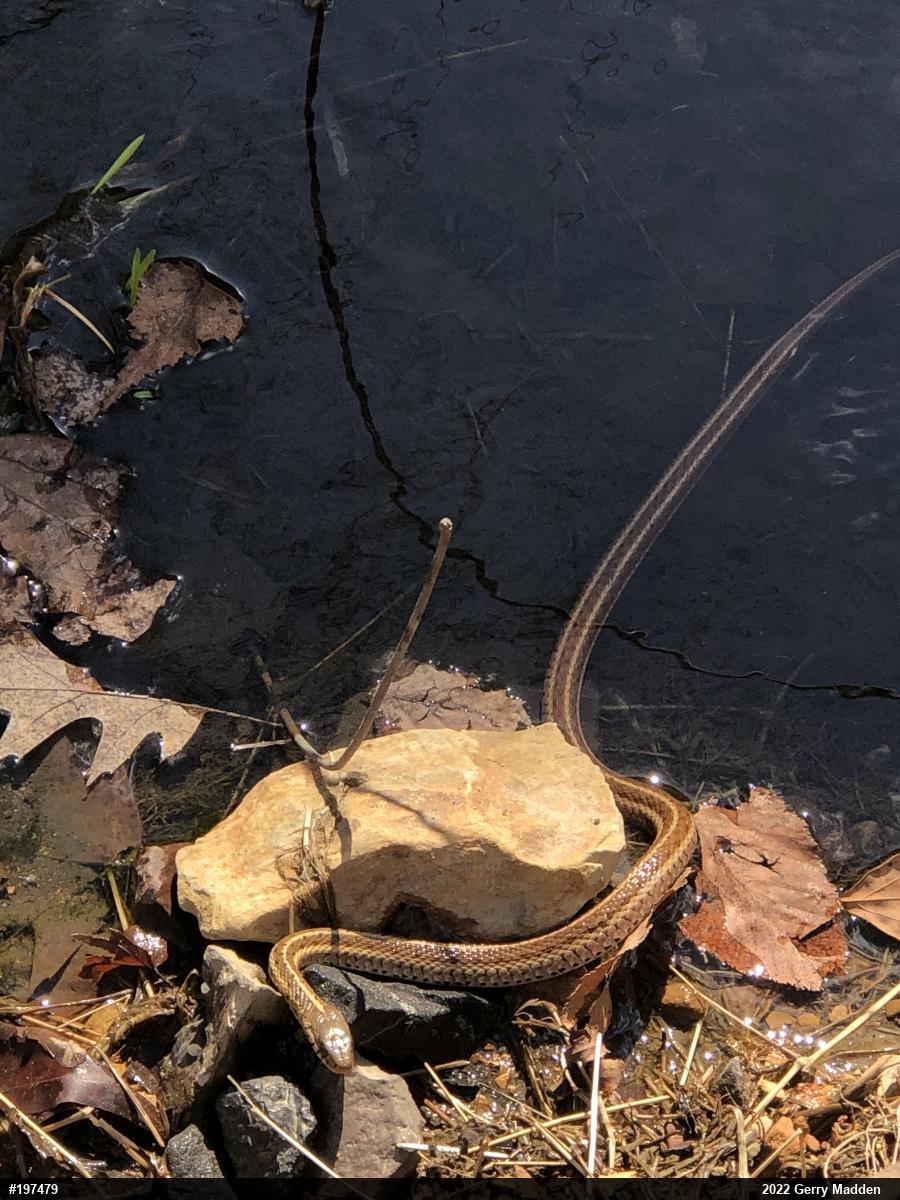 Eastern Gartersnake