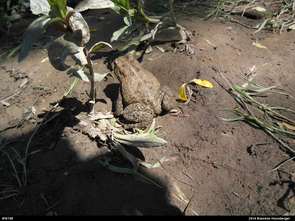 Eastern American Toad