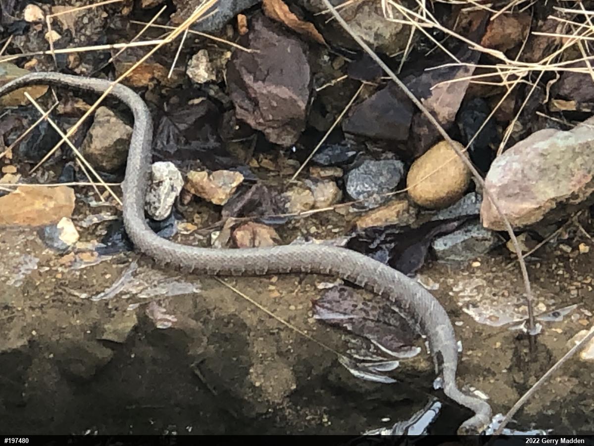 Northern Watersnake