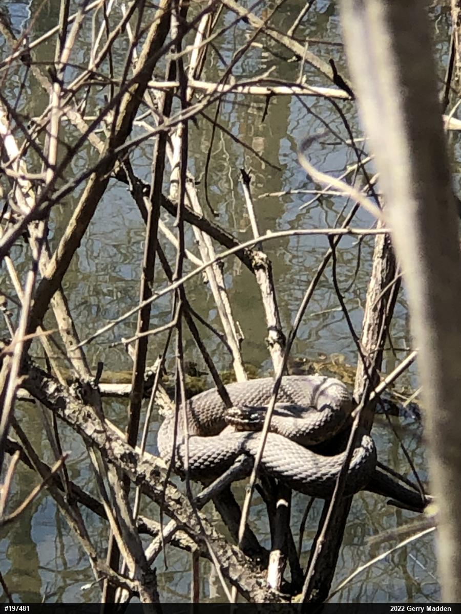 Northern Watersnake