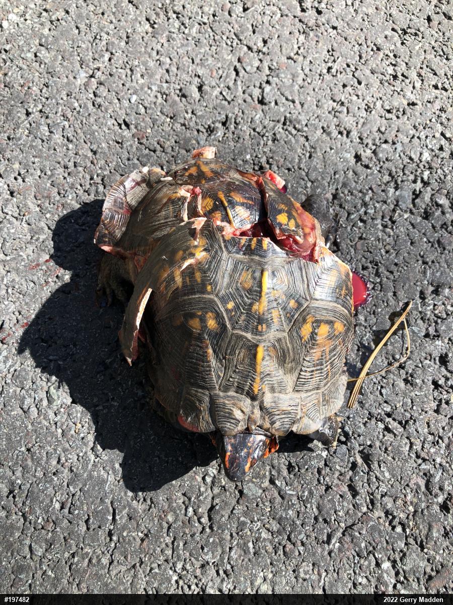 Eastern Box Turtle