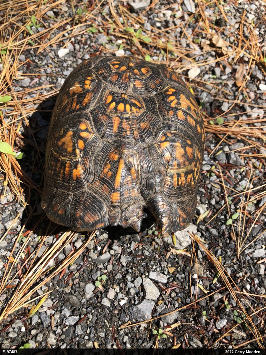 Eastern Box Turtle