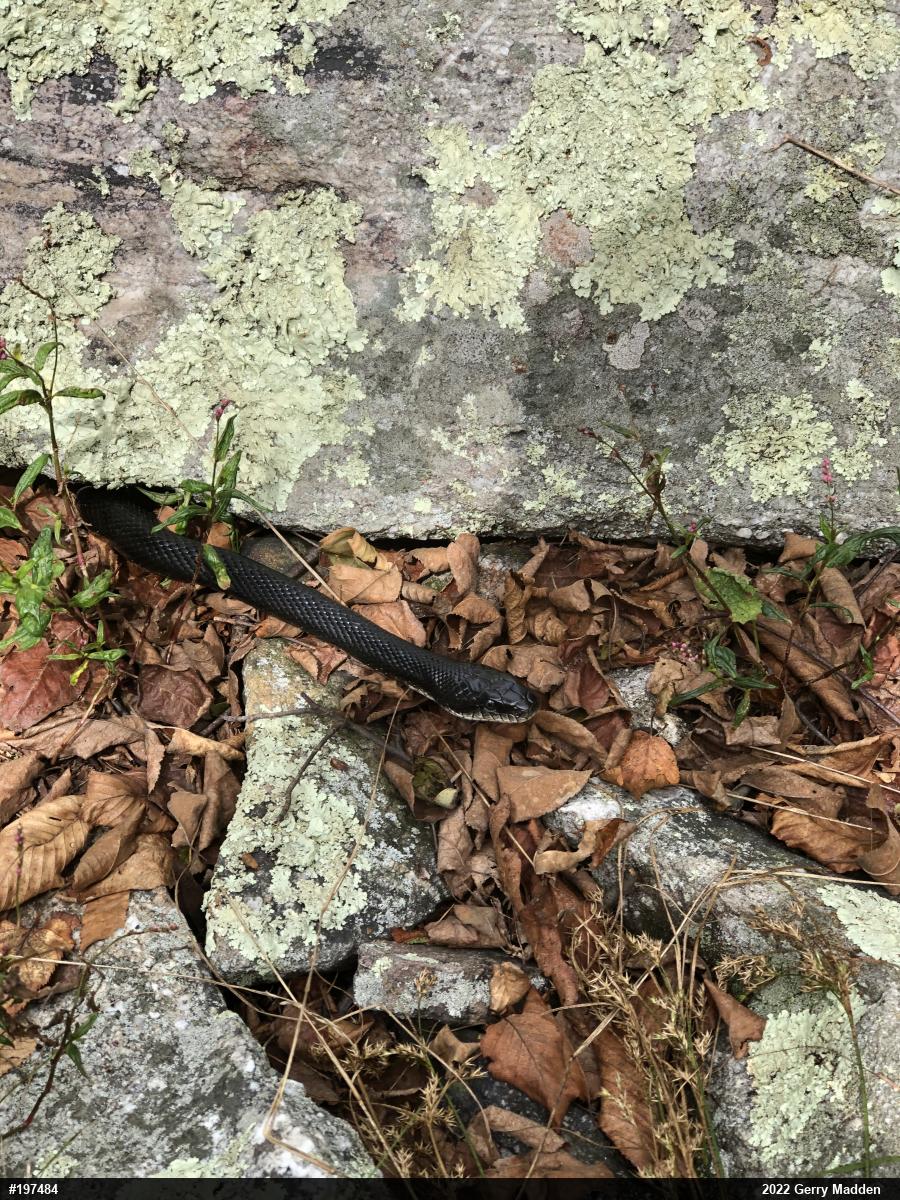 Eastern Ratsnake
