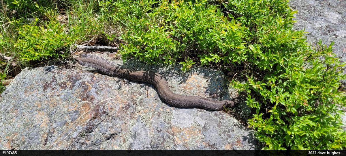 Eastern Hog-nosed Snake