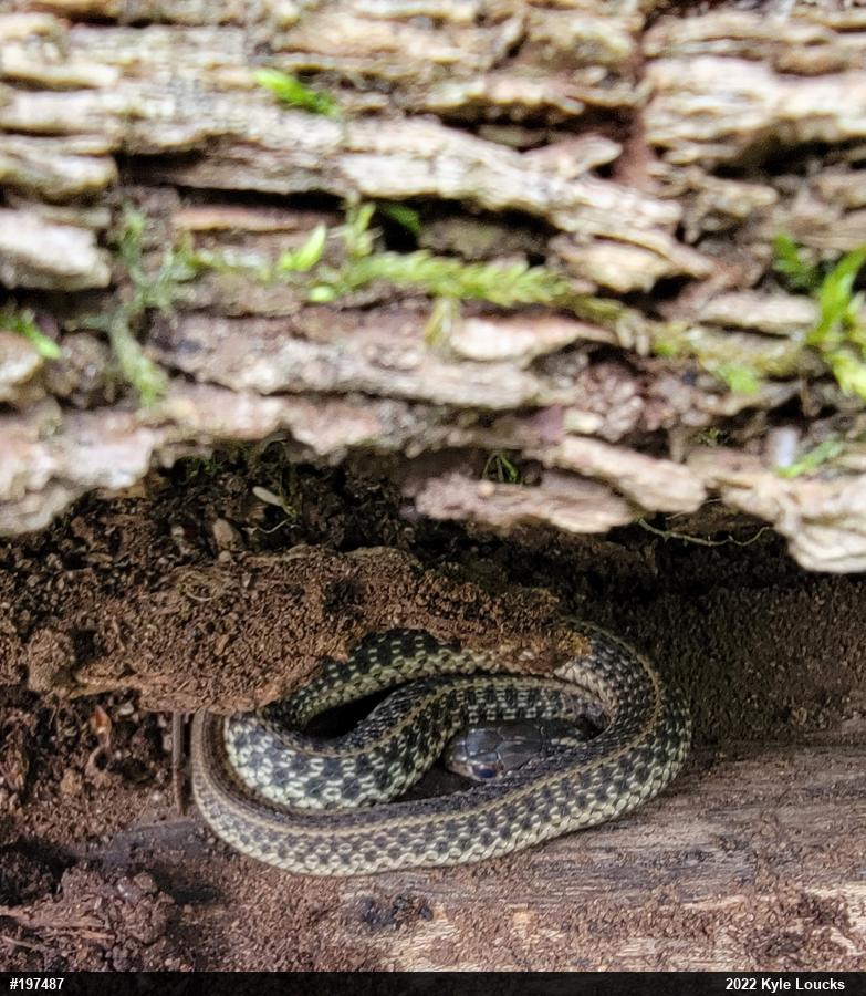Eastern Gartersnake