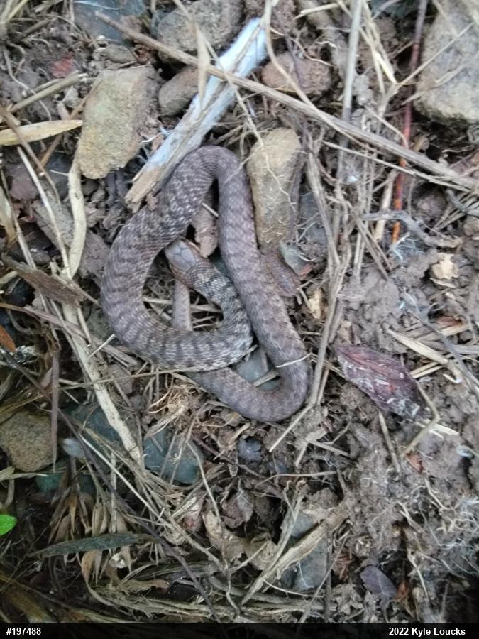 Eastern Gartersnake