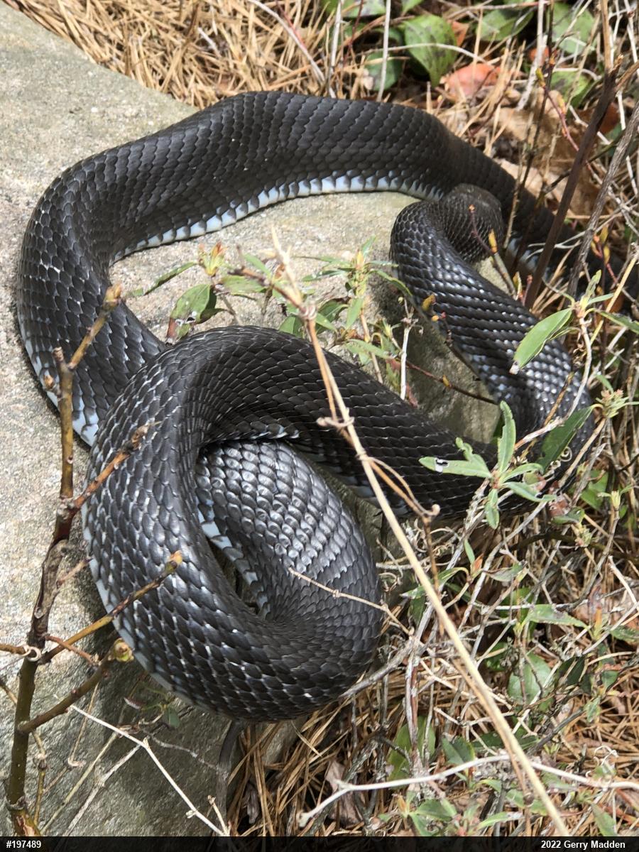 Eastern Ratsnake
