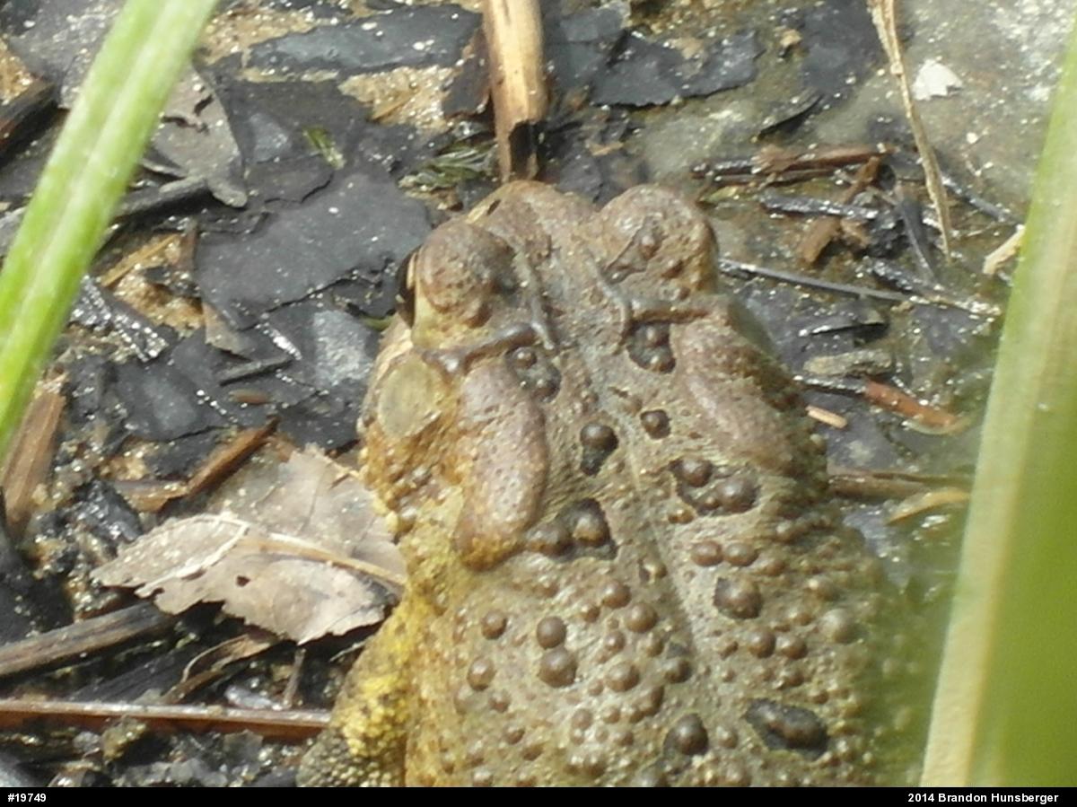Eastern American Toad