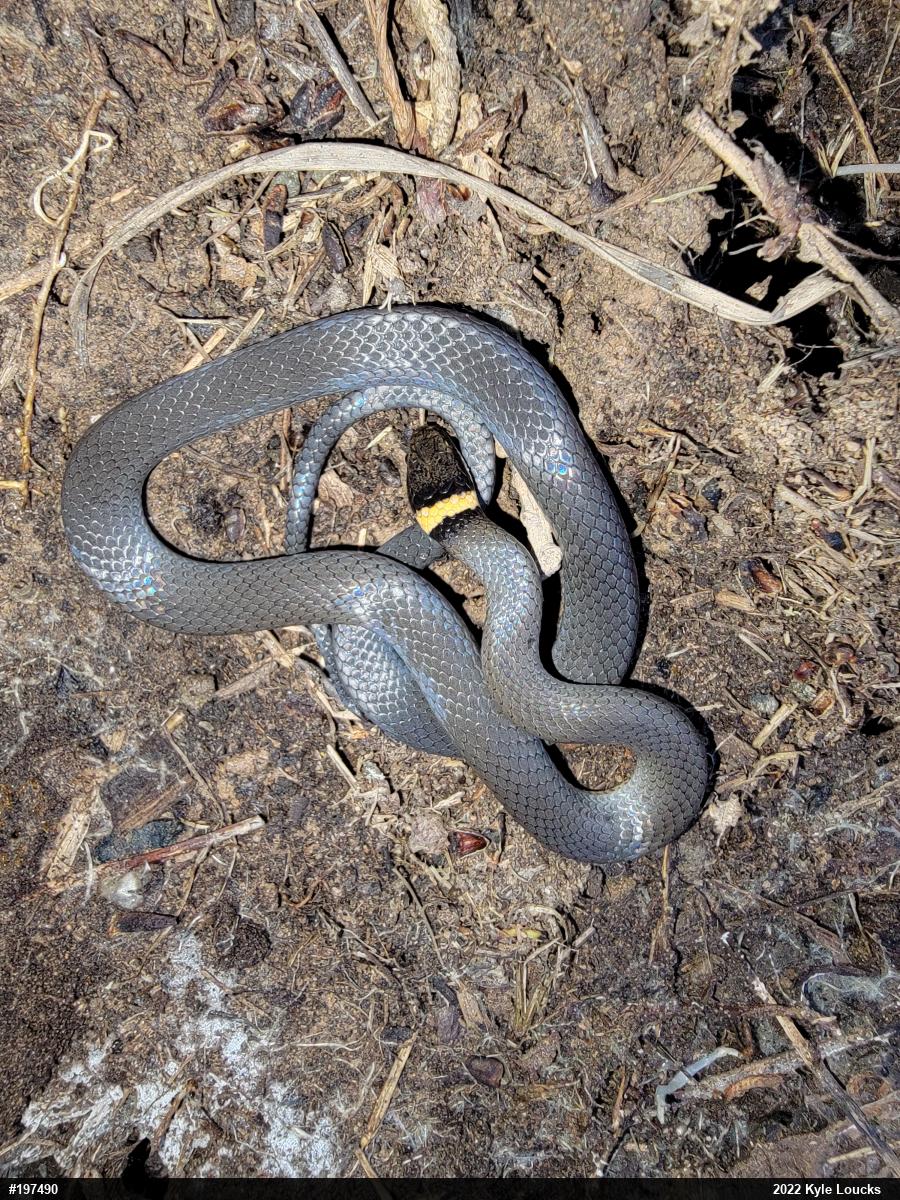 Northern Ring-necked Snake