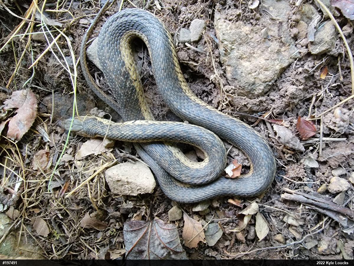 Eastern Gartersnake