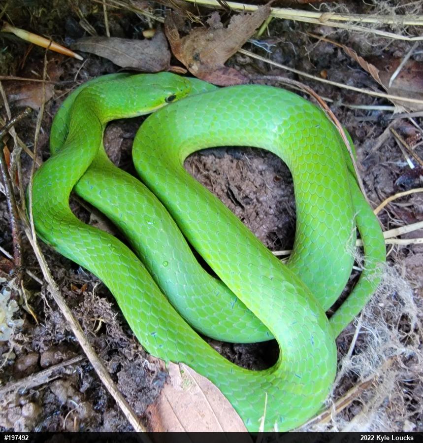 Smooth Greensnake