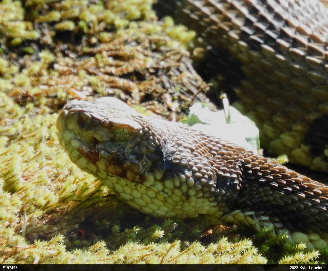 Timber Rattlesnake
