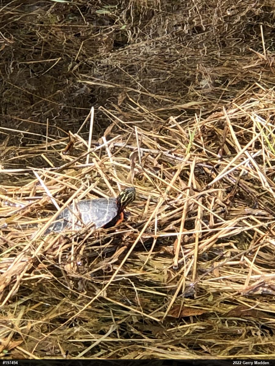 Eastern Painted Turtle