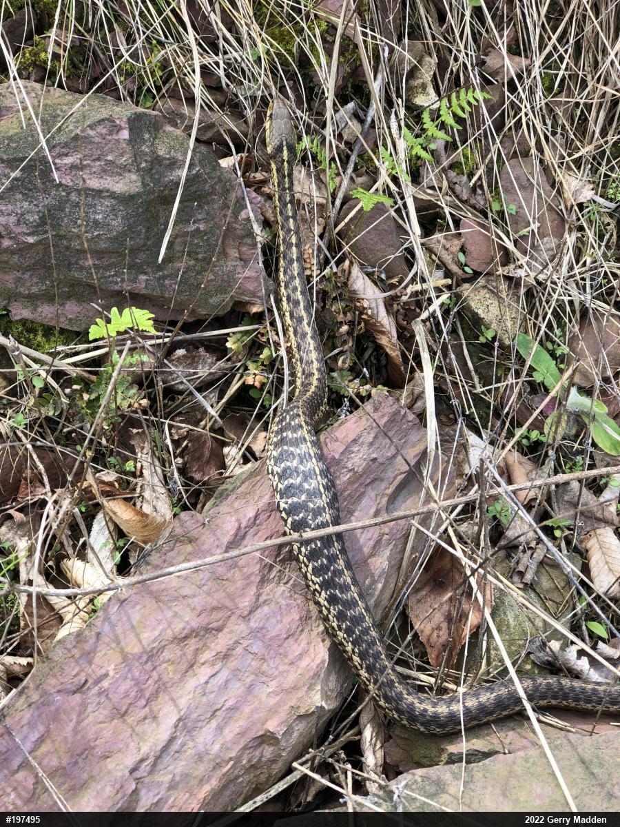 Eastern Gartersnake