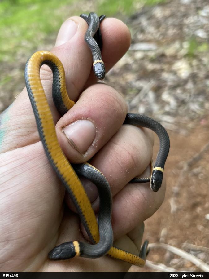 Northern Ring-necked Snake