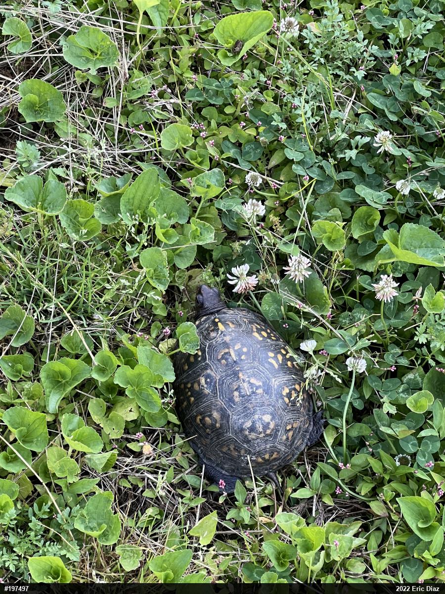 Eastern Box Turtle